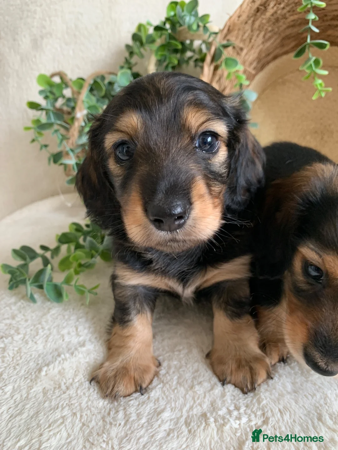 Miniature Dachshund dogs for sale: DNA TESTSED LONGHAIR MINI DACHSHUND  - Advert 1