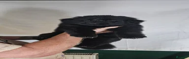 Solid Black Female Red