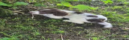 English Springer Spaniel dogs for sale: English Springer Spaniel pups for sale! - Advert 18