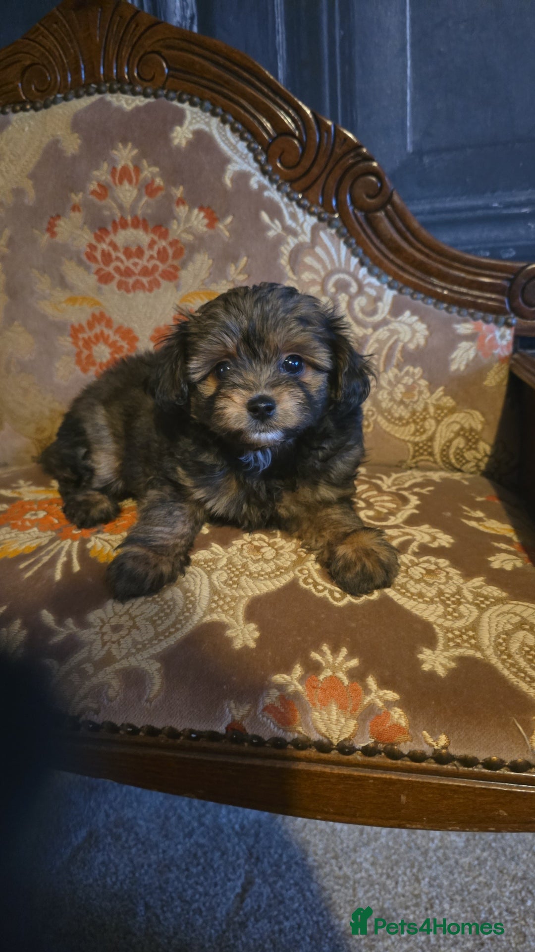 Pomapoo dogs for sale: POCKET SIZED POMAPOOS ~ READY NOW - Image 24