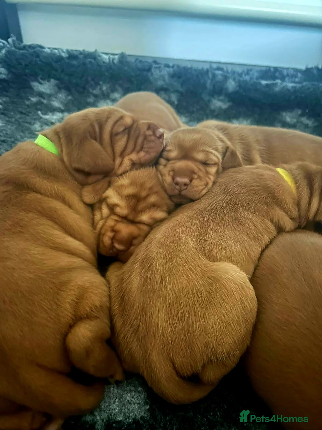 Hungarian Vizsla dogs for sale: Wirehaired vizsla puppies  - Advert 11