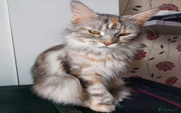 Maine Coon cats for sale: Purebred Maincoon kittens - Image 8