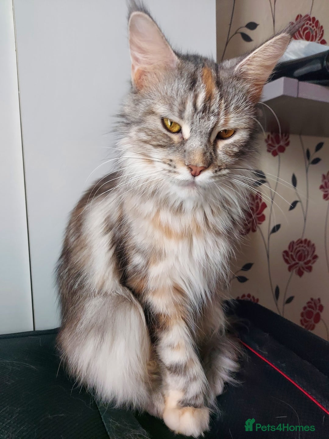 Maine Coon cats for sale: Purebred Maincoon kittens - Image 8