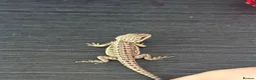 Bearded Dragon reptiles for sale: Red citrus baby bearded dragons  - Advert 13