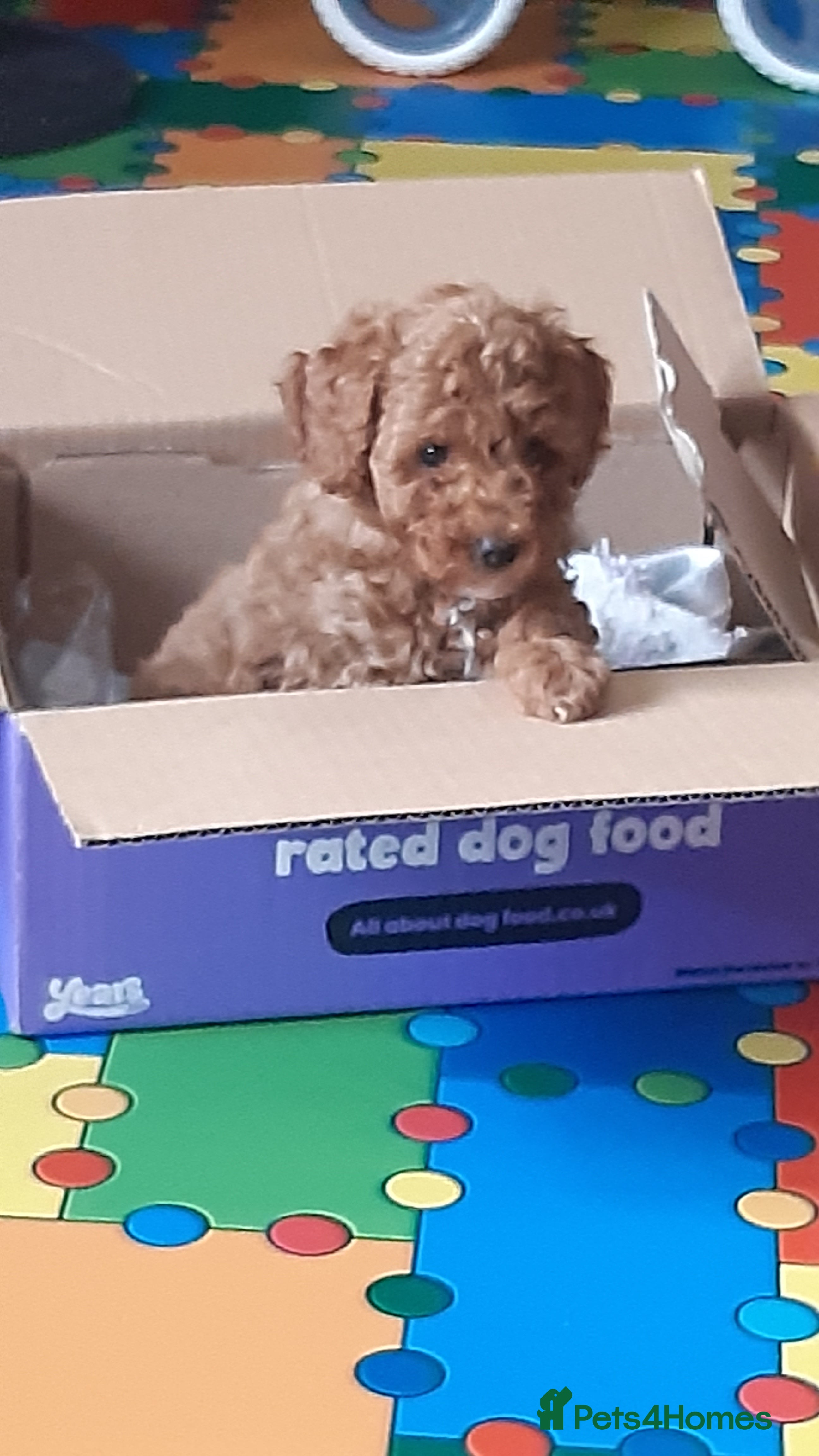 Cockapoo dogs Red toy cockapoo - Advert 1