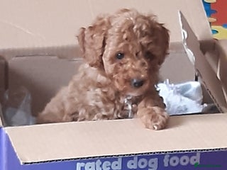 Cockapoo dogs Red toy cockapoo - Advert 1