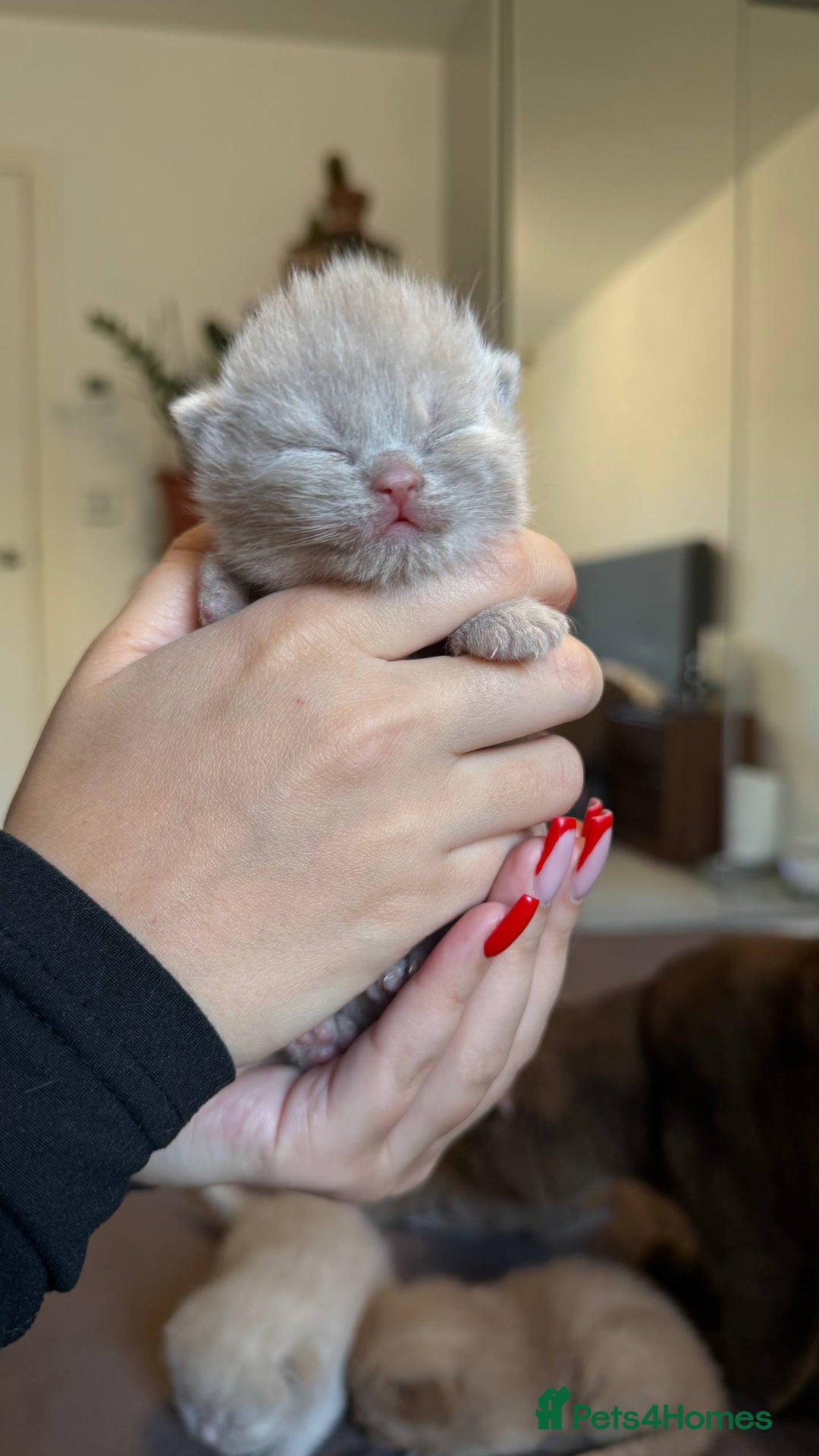 British Shorthair cats for sale: Luxury British Shorthair Kittens | Cinnamon & Fawn - Advert 14