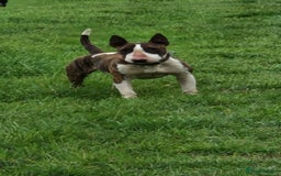 English Bull Terrier dogs for sale: English Bull terrier bitch/female - Image 3
