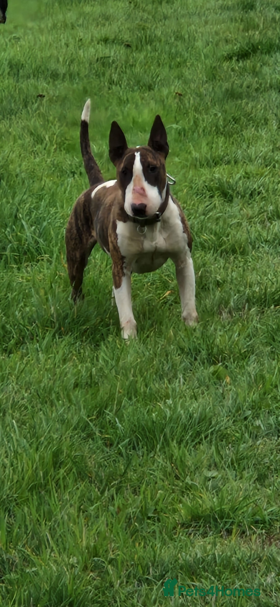 English Bull Terrier dogs for sale: English Bull terrier bitch/female - Image 3