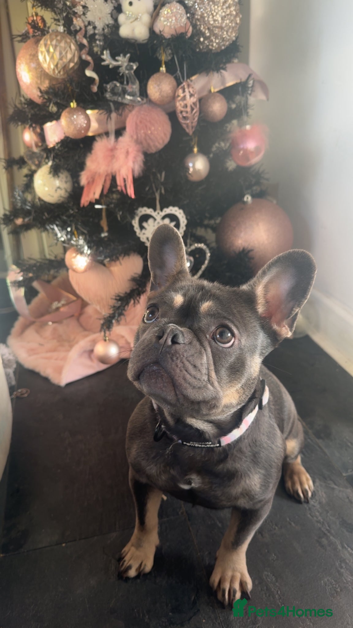 French Bulldog dogs French bulldog - Advert 2