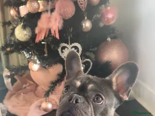 French Bulldog dogs French bulldog - Advert 14