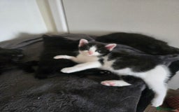 Mixed Breed cats for sale: Ragdoll X Kittens - Image 24