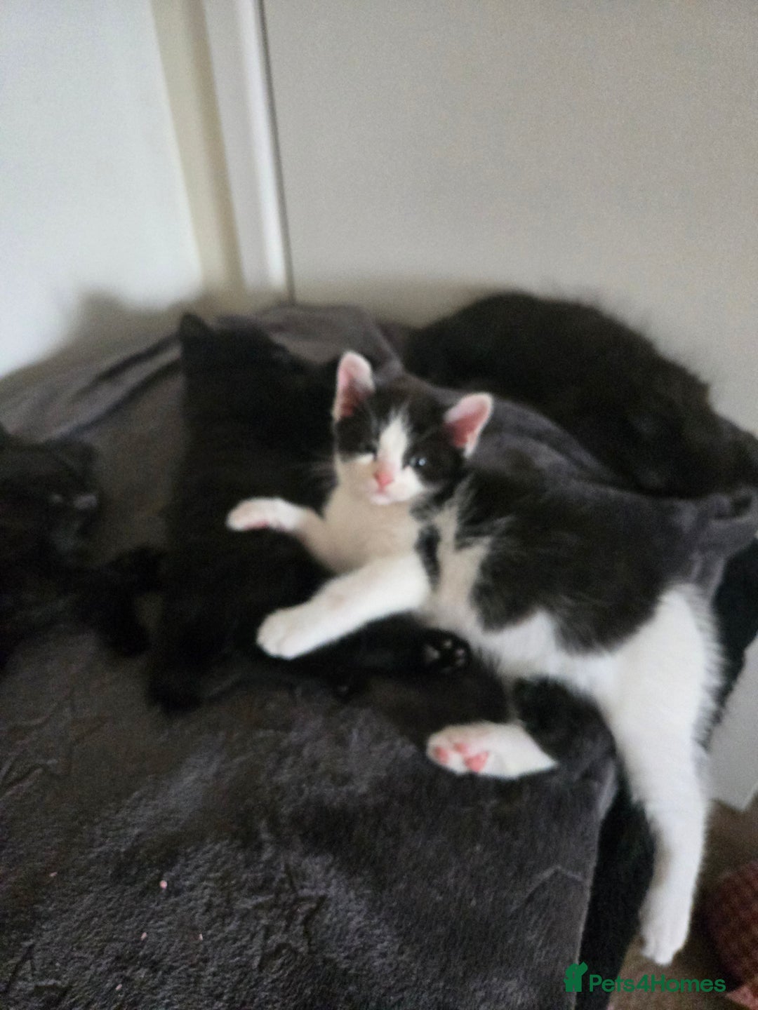 Mixed Breed cats for sale: Ragdoll X Kittens - Image 24