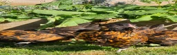 Chickens poultry for sale: Gold Spangled Thuringian bantam pullets  - Advert 4