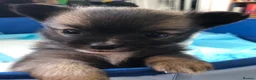 Chihuahua dogs for sale: Longhaired chihuahua puppies - Advert 20