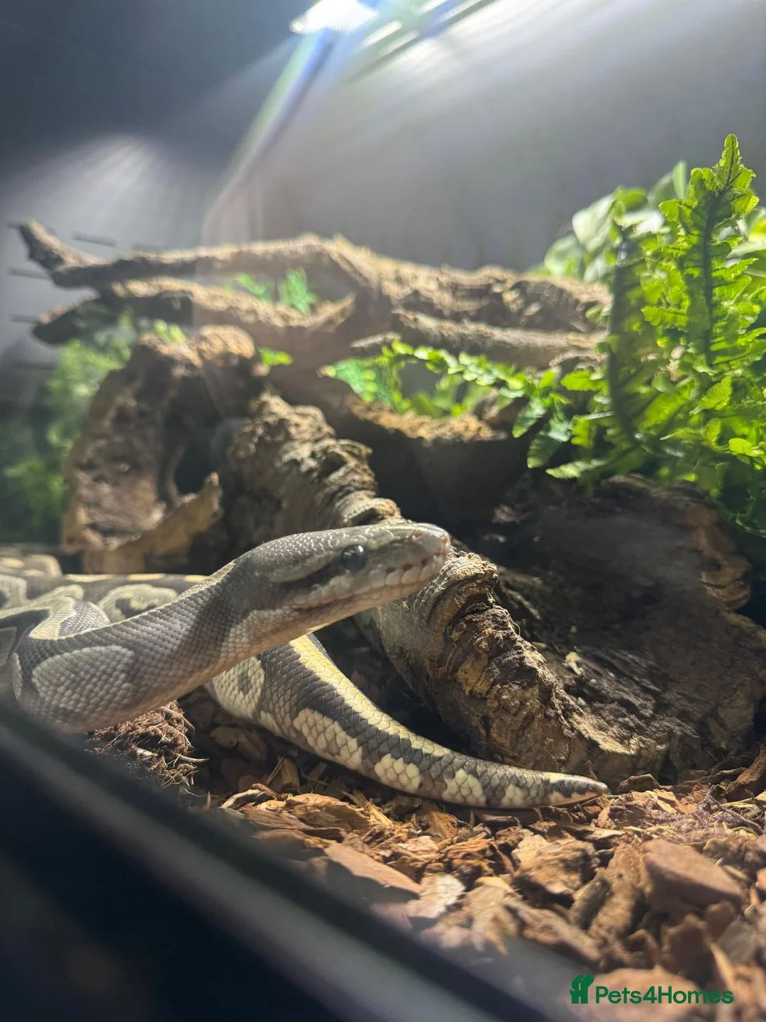 Python Snake reptiles for sale: Adult Female Mojave Hypo - Advert 3