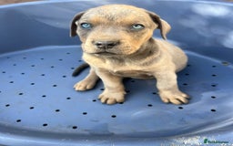Mixed Breed dogs for sale: STAFFWEILERS LAST 2 GIRLS e Cream and d CARRIERS - Image 3
