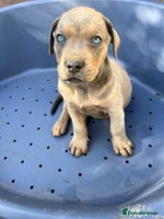 Mixed Breed dogs - Advert 12