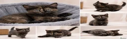Mixed Breed cats for sale: 4 Kittens – Available 1st August | 3 Boys & 1 Girl in Melksham - Advert 3