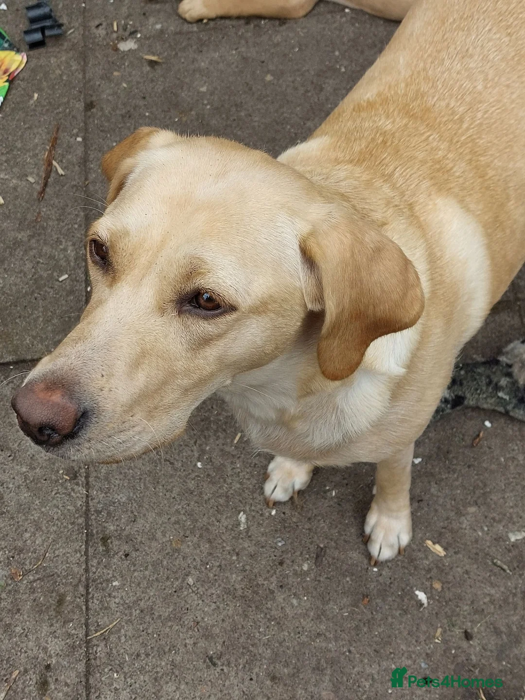 Labrador Retriever dogs for sale: Labrador puppies - 12 weeks old  in Sutton Coldfield - Advert 1