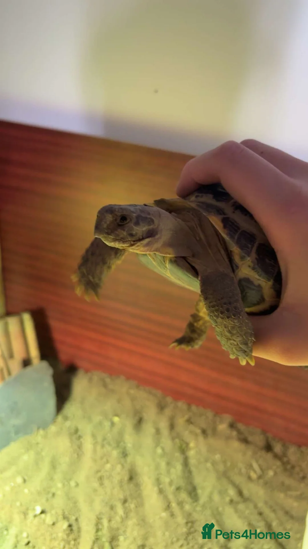 Tortoise reptiles for sale: Russian horsefield Tortoise (Male) in Wakefield - Advert 2