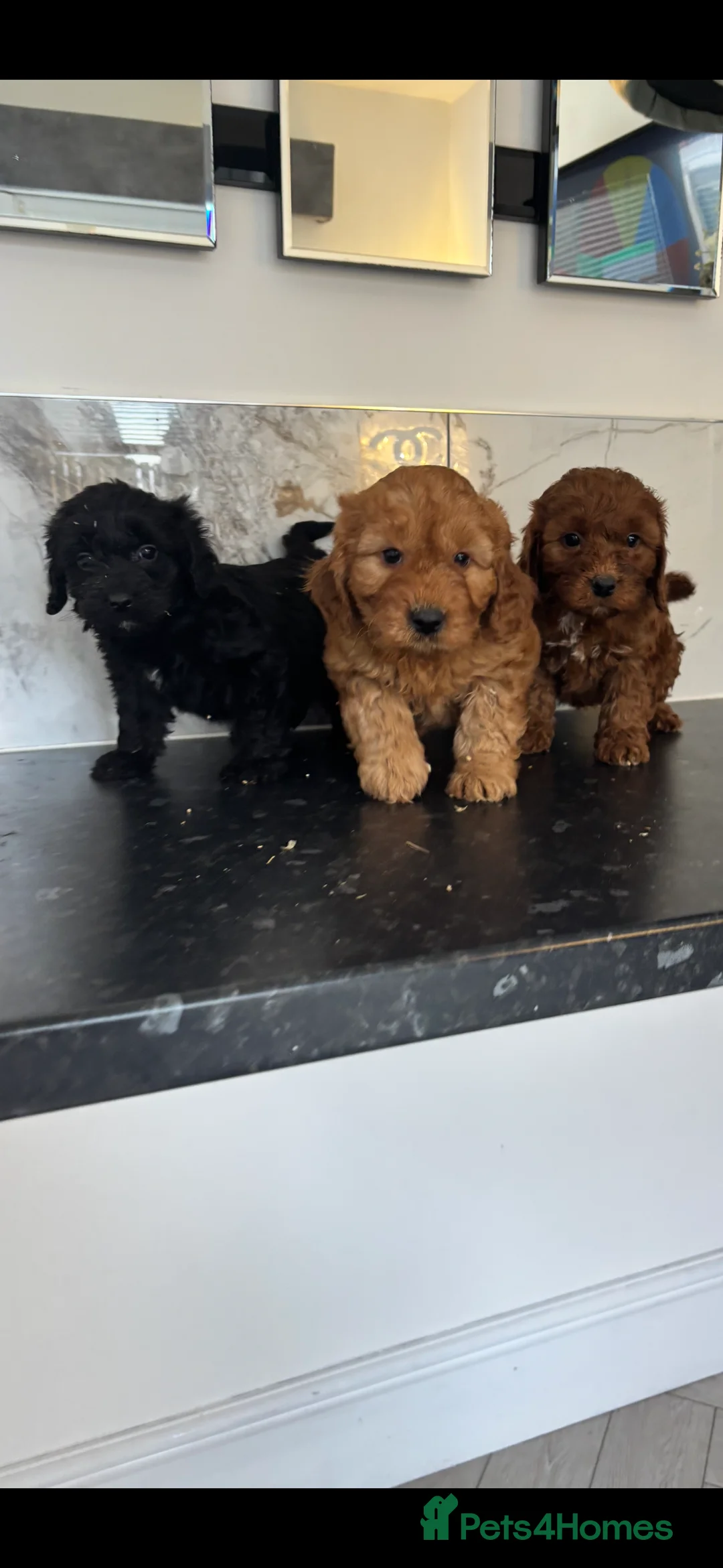 Maltipoo dogs for sale: Maltipoo puppies toy poodle - Advert 3