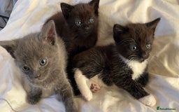 Mixed Breed cats for sale: 3 baby boys looking for their new homes , 4 weeks  - Image 12