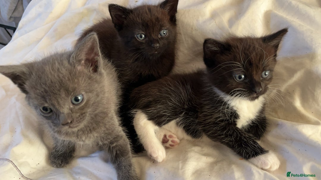 Mixed Breed cats for sale: 3 baby boys looking for their new homes , 4 weeks  - Image 12
