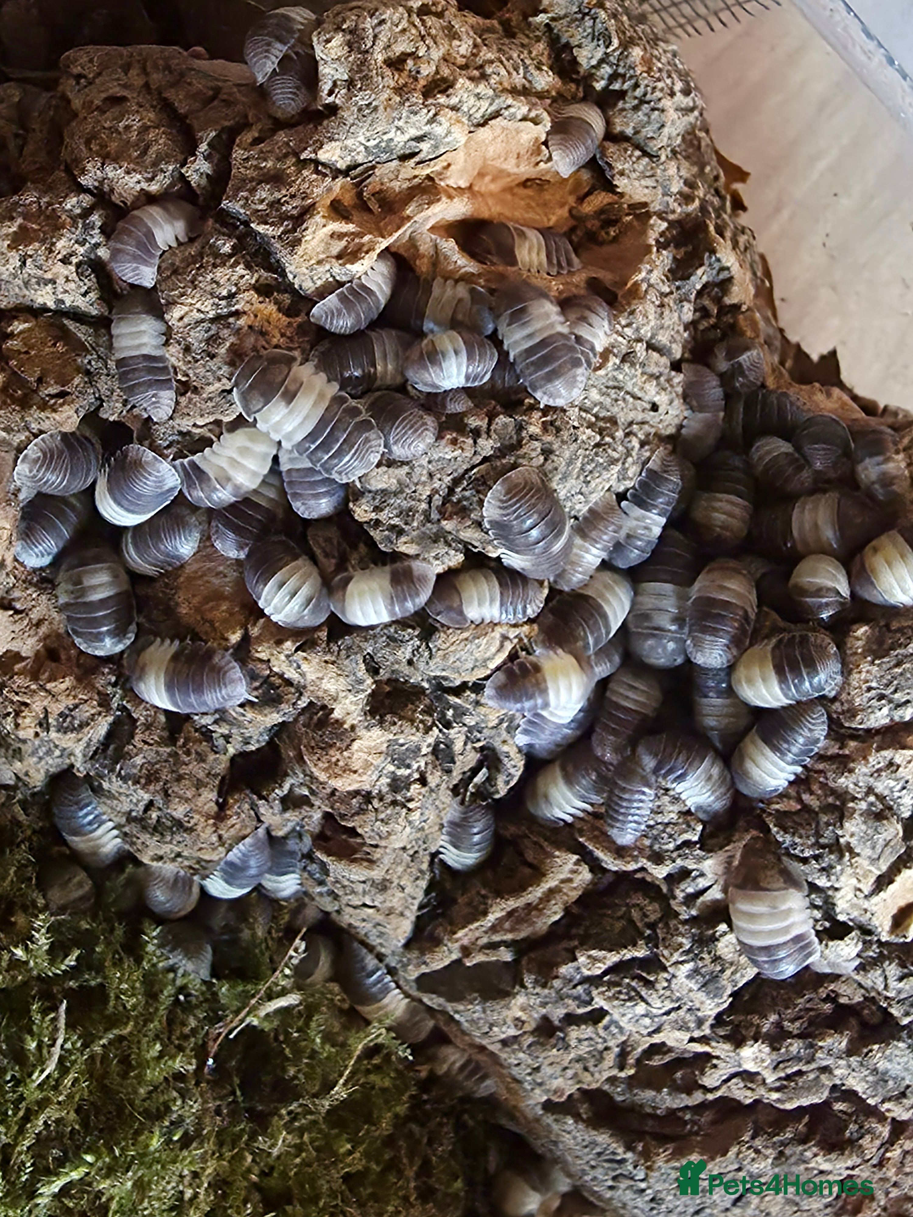 Mixed Breed invertebrates Isopods for sale! Pets and clean up crew  - Advert 3