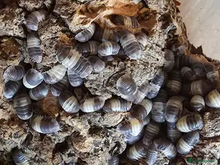 Mixed Breed invertebrates Isopods for sale! Pets and clean up crew - Advert 6