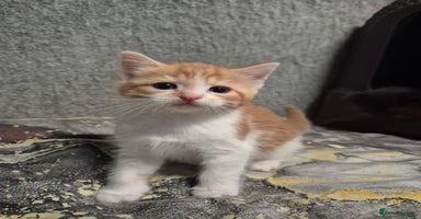 Mixed Breed cats - Advert 3