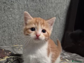 Mixed Breed cats - Advert 9