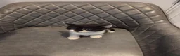 Mixed Breed cats for sale: Bsh x kitten  - Advert 8