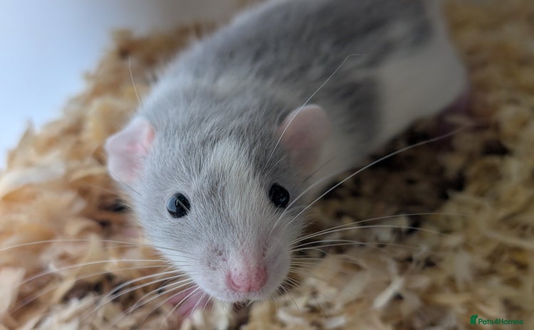 Rat rodents - Advert 7