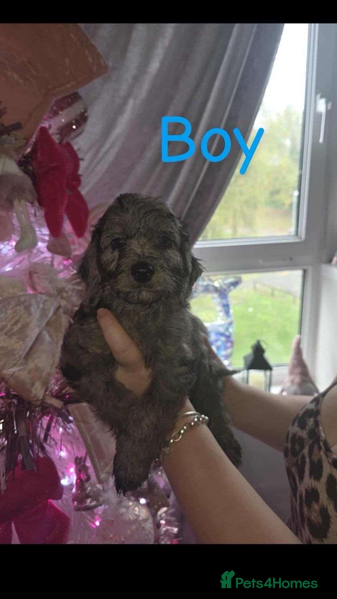 Cockapoo dogs for sale: 8 beautiful F1 cockerpoos. 6 weeks old - Advert 6