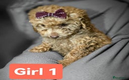 Cockapoo dogs for sale: Cockapoo female - Image 6