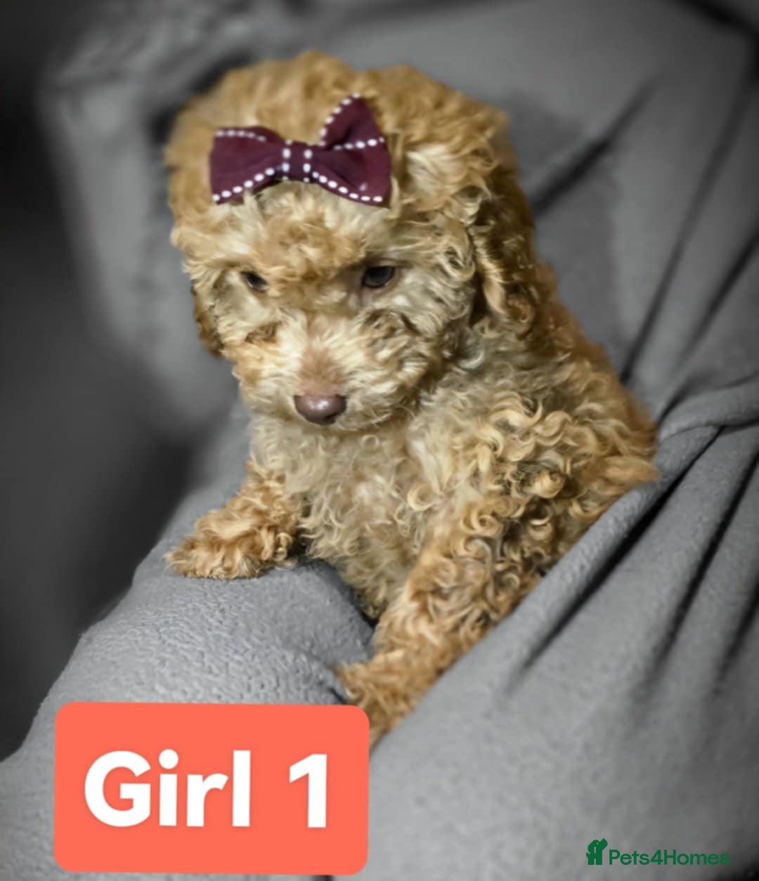 Cockapoo dogs for sale: Cockapoo female - Image 6