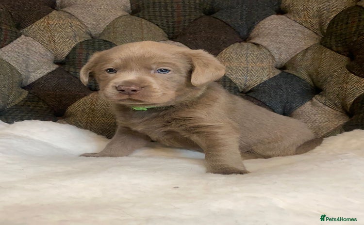 Labrador Retriever dogs - Advert 1