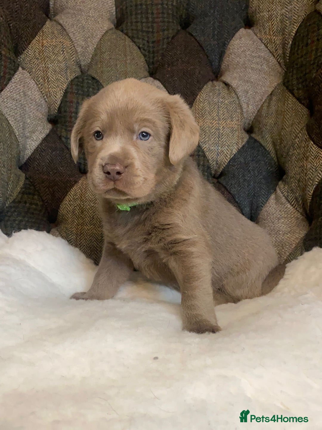 Labrador Retriever dogs for sale:  Ready for collection from today 🩶💚🩶   - Image 2