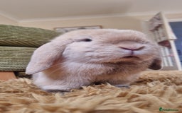 Mini Lop rabbits for sale: Male mini lop needs a new home 🏡  - Image 4