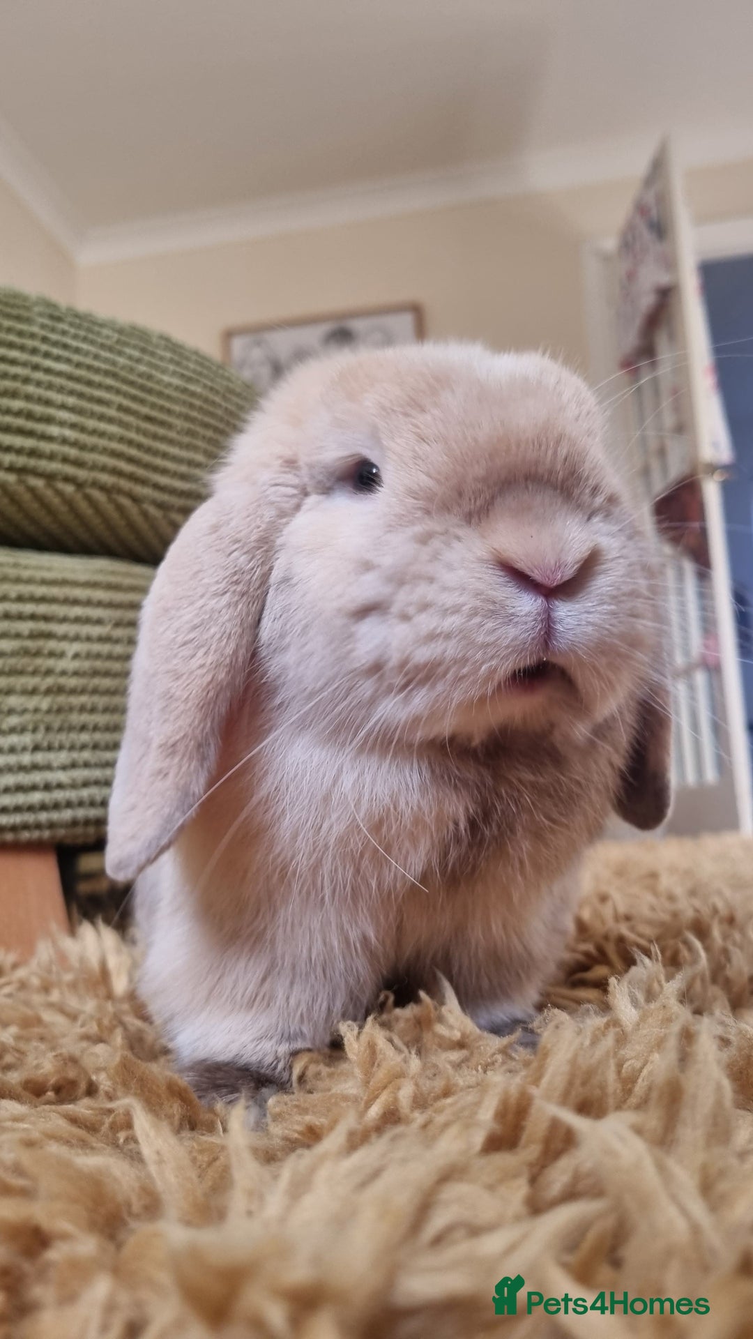 Mini Lop rabbits for sale: Male mini lop needs a new home 🏡  - Image 4