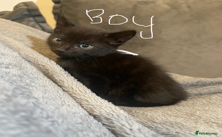 Mixed Breed cats - Advert 2