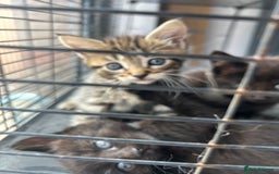Maine Coon cats for sale: MAINCOON KITTENS READY NOW  - Image 3