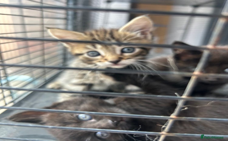 Maine Coon cats - Advert 2