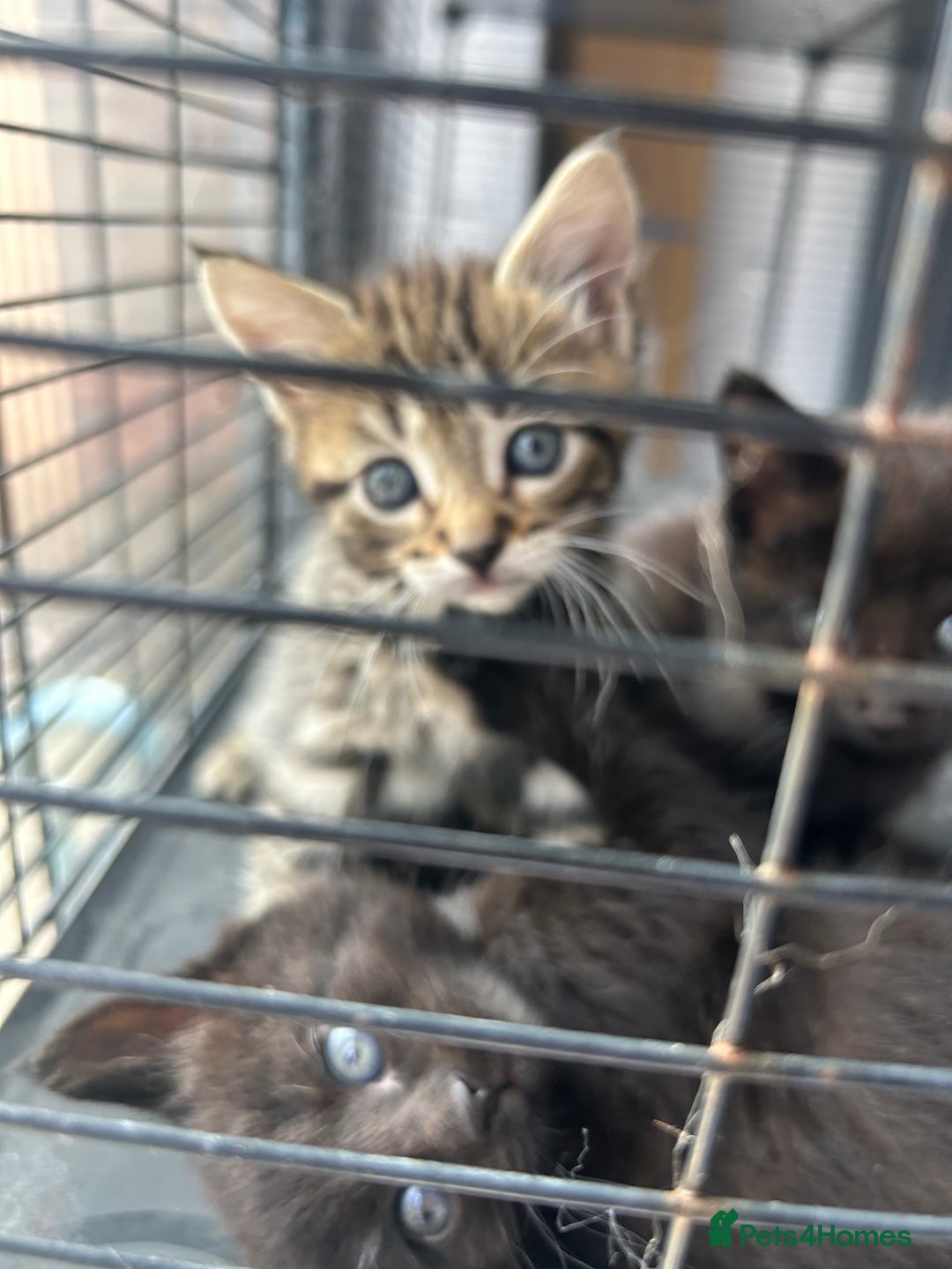 Maine Coon cats for sale: MAINCOON KITTENS READY NOW  - Image 3