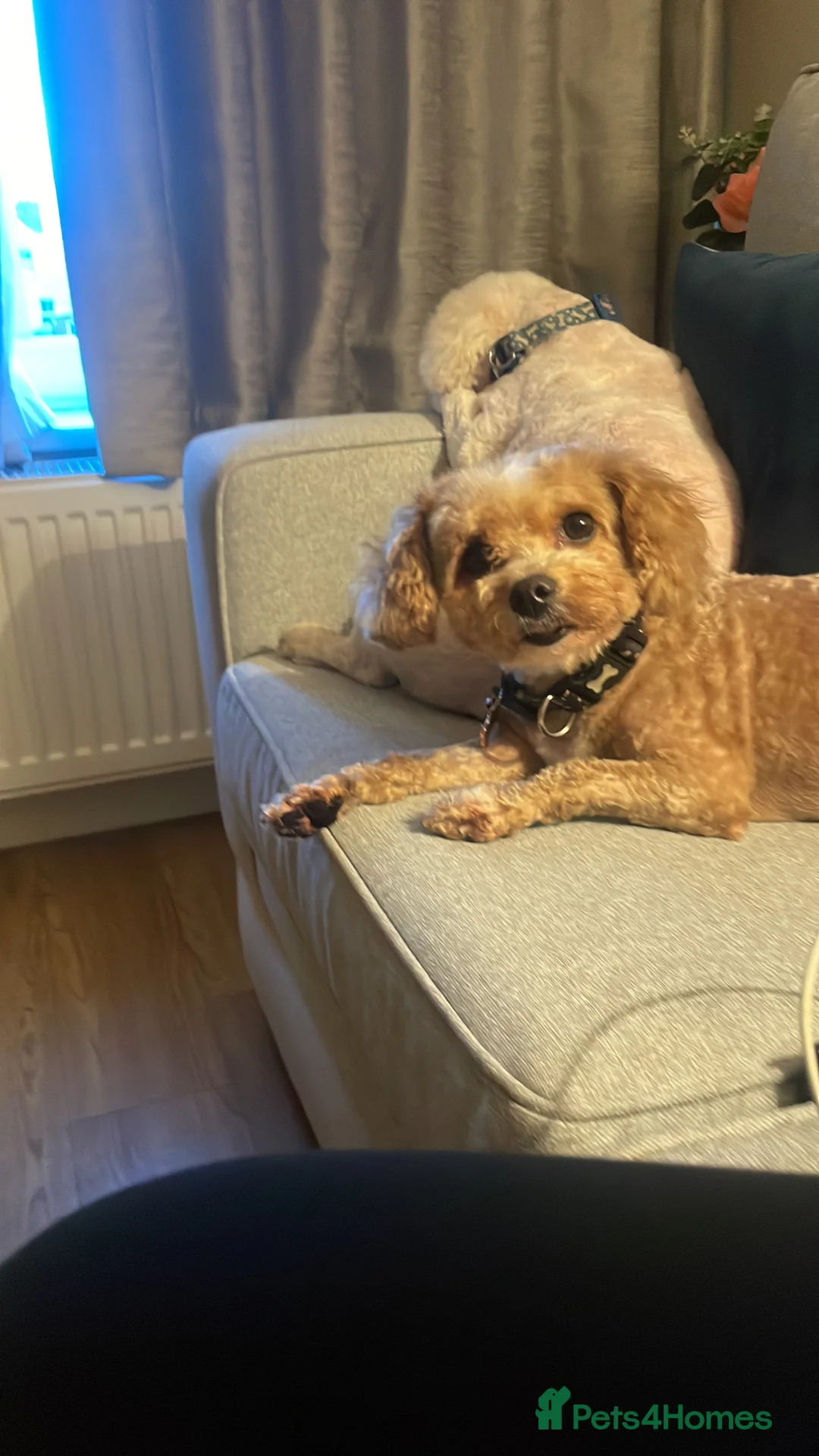 Pomapoo dogs for sale: Wolf sable pomapoo puppies  - Advert 4