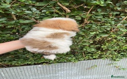 Shih Tzu dogs for sale: Shih tzu pups for sale  - Image 2