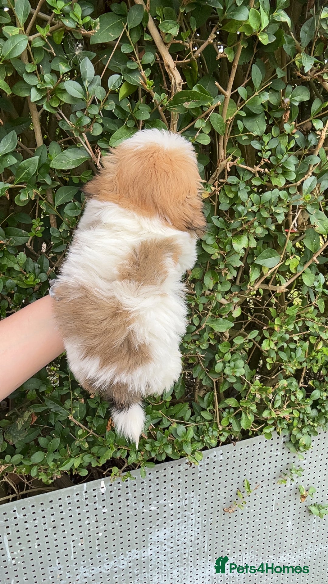 Shih Tzu dogs for sale: Shih tzu pups for sale  - Image 2