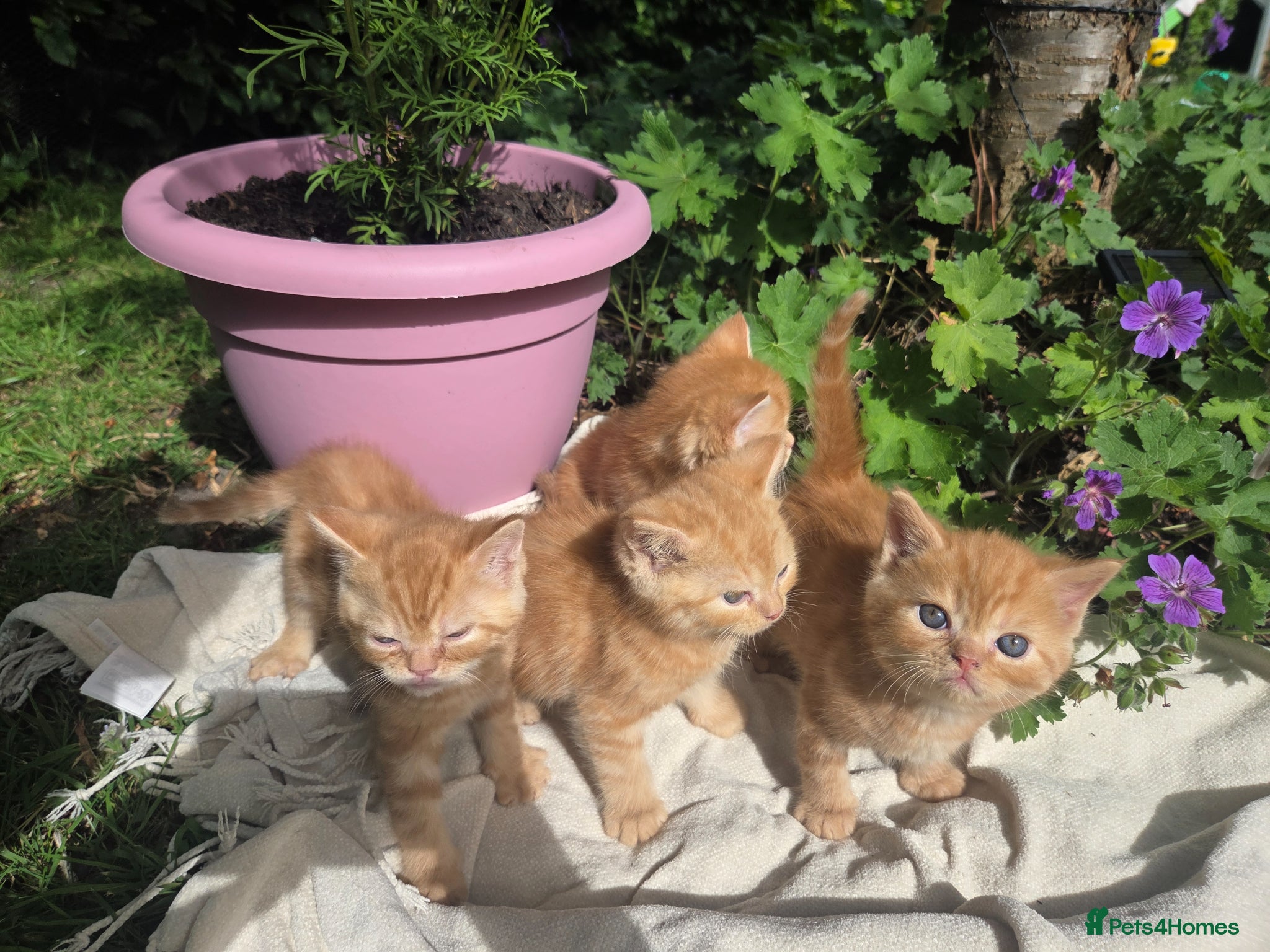 Persian cats for sale: Persian Cross tabby kittens for sale  in Warminster - Advert 33