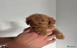 Cockapoo dogs for sale: cockapoo puppies  - Image 15